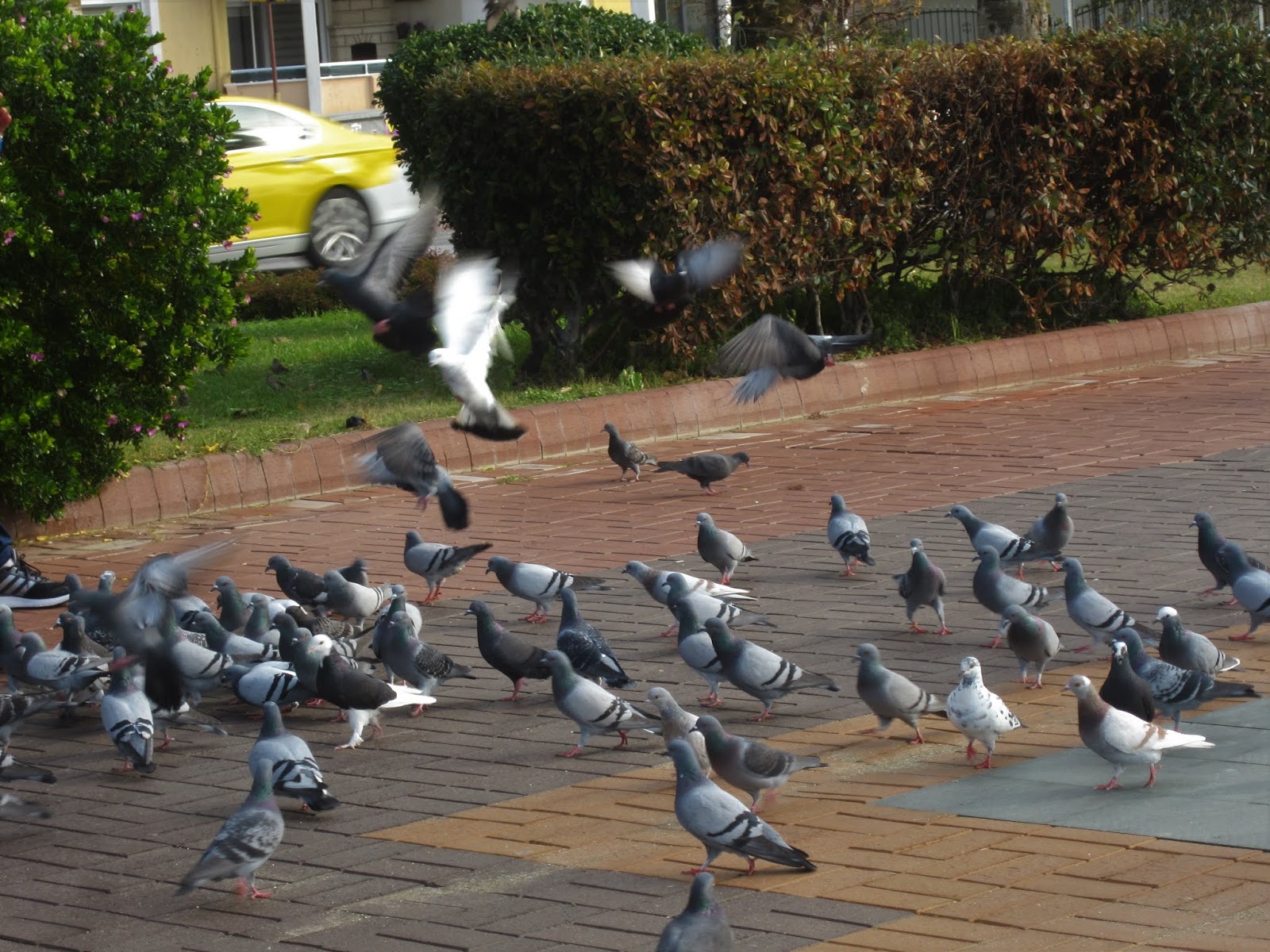 amatööri porno putket