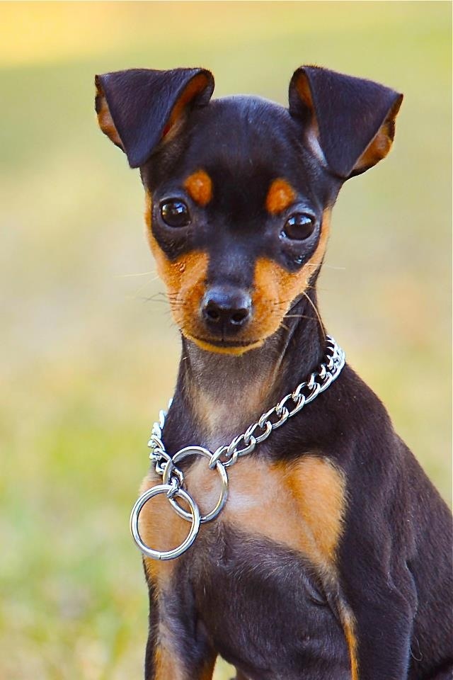 Pin by Robin Dorman on Min Pin dogs | Min pin dogs, Dogs 
