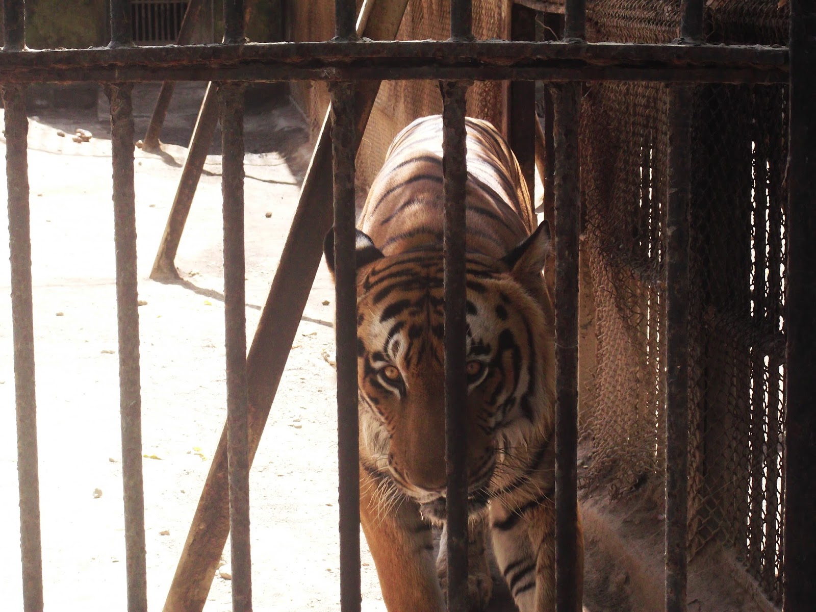 homeaway SAKKARBAUG ZOO JUNAGADH GUJARAT