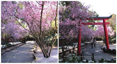 Japanese garden auburn