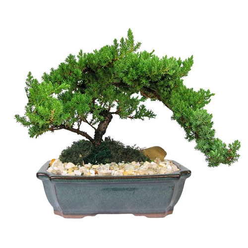 How to Take Care of a Japanese Juniper Bonsai