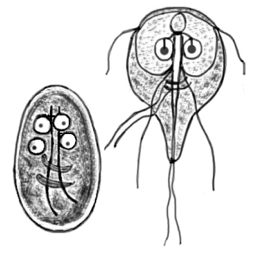 Giardia tipo de reproduccion