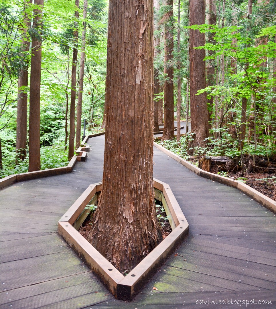 Entree Kibbles A Refreshing Walk Along a Boardwalk Lined with Tall