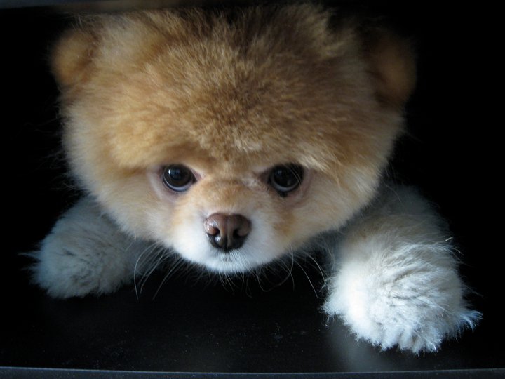 asqueroso Montgomery Porque Boo: el perro mas lindo del mundo.