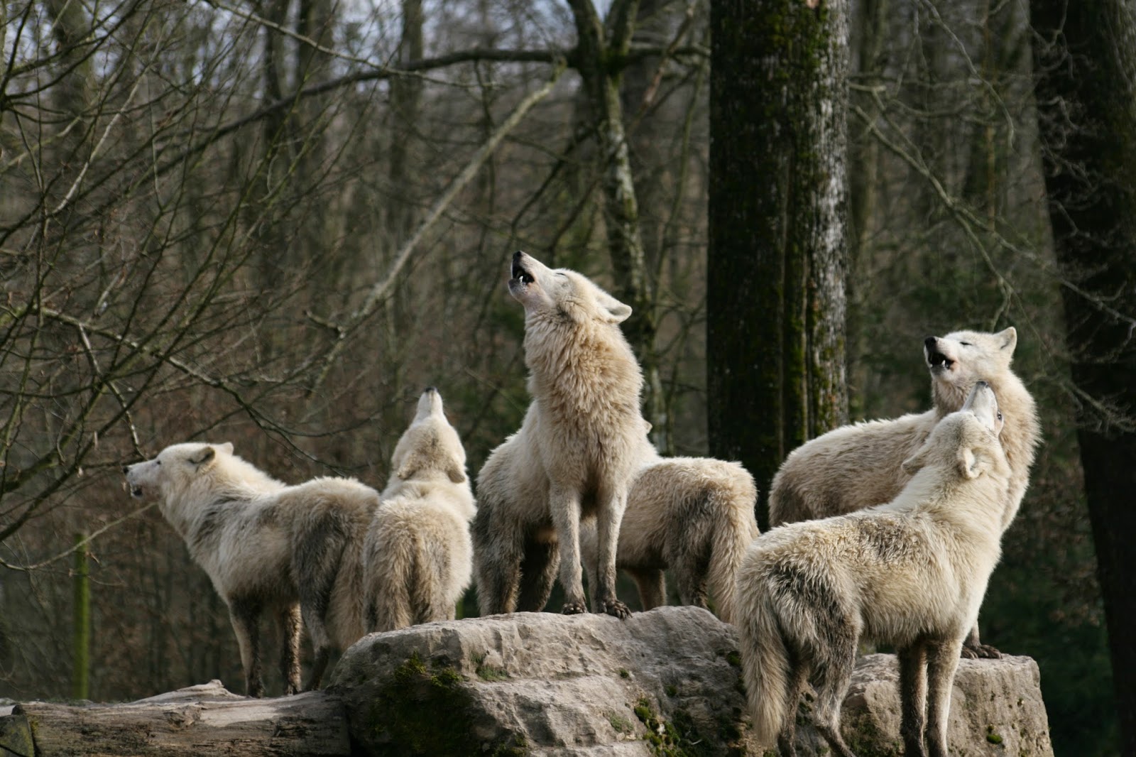 Anche il cane ulula come il lupo