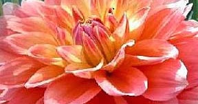 GoGardenNow - The Gardening Blog: Must-Have Plants: Dahlia ‘Ace Summer