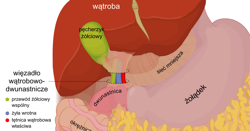 Narząd W Którym Dochodzi Do Zapłodnienia Nowy narząd- co to jest i gdzie leży... Krezka? | Wirtualny Świat
