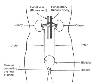 Hum an Body8 - शरीर के तंत्र | Body system