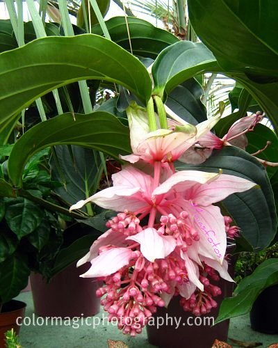 Medinilla magnifica-Malaysian Orchid flowers