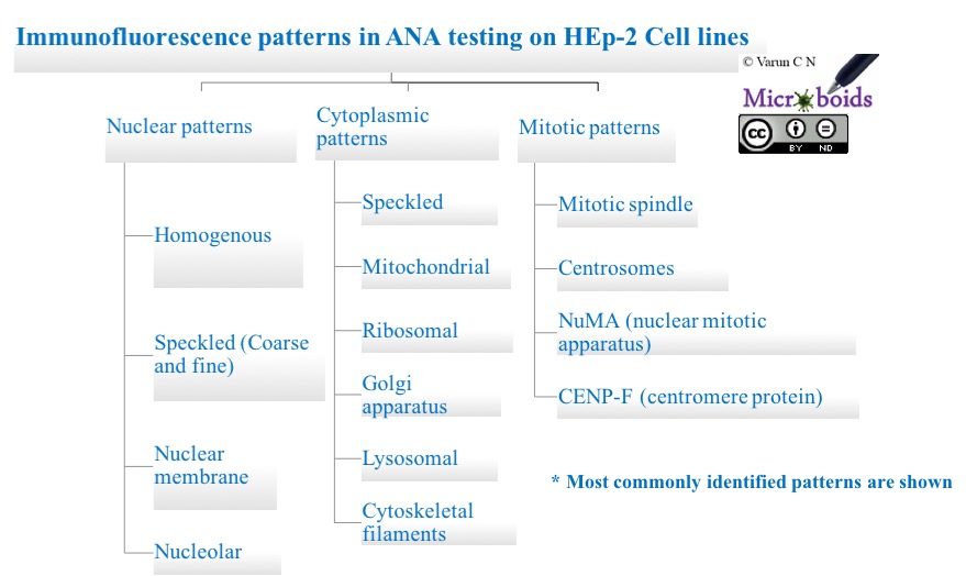 Medical Microbiology Lab Series 16 Anti Nuclear antibodies
