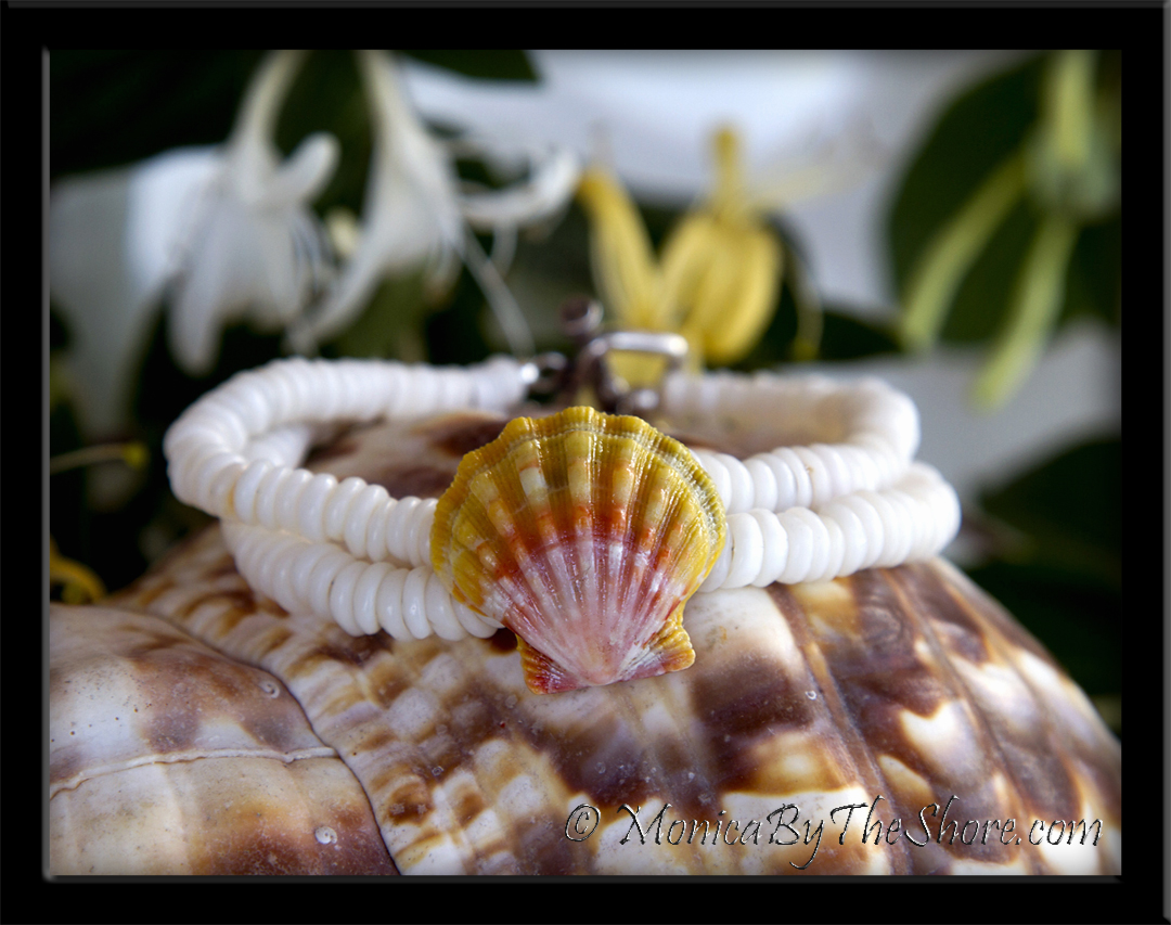 Monica's Blog Unique New Sunrise Shells Designs from the North Shore