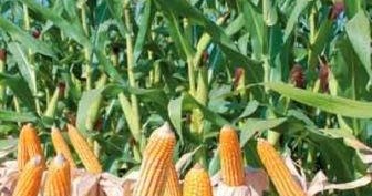 Produktivitas Jagung Komposit Berpengairan Sprinkler Sebagai Pangan dan