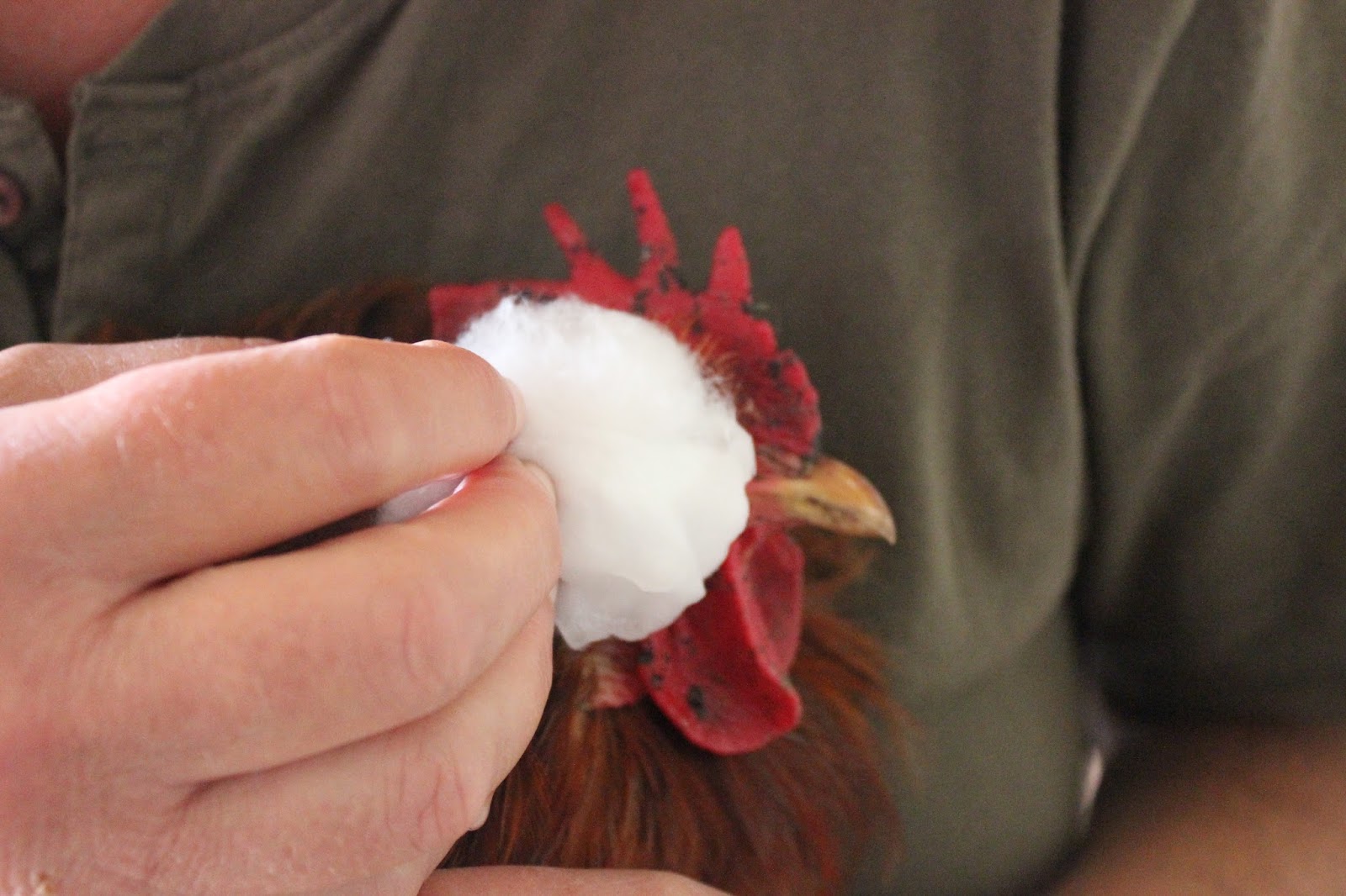 Treating wounds, cuts and abrasions first aid for organic poultry The Holistic Hen How to