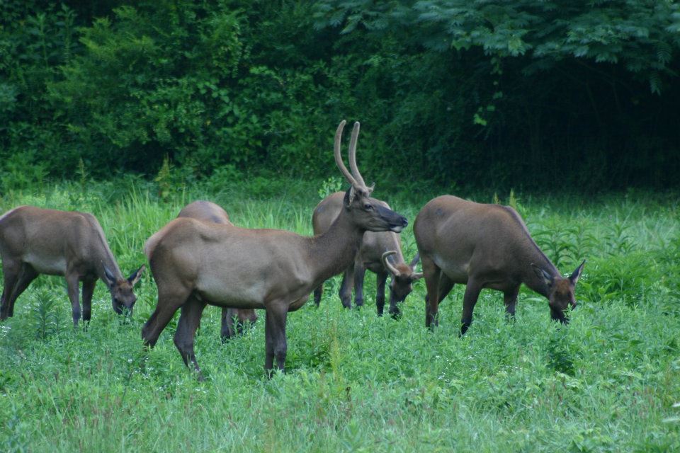 Breaks Interstate Park Elk in the East