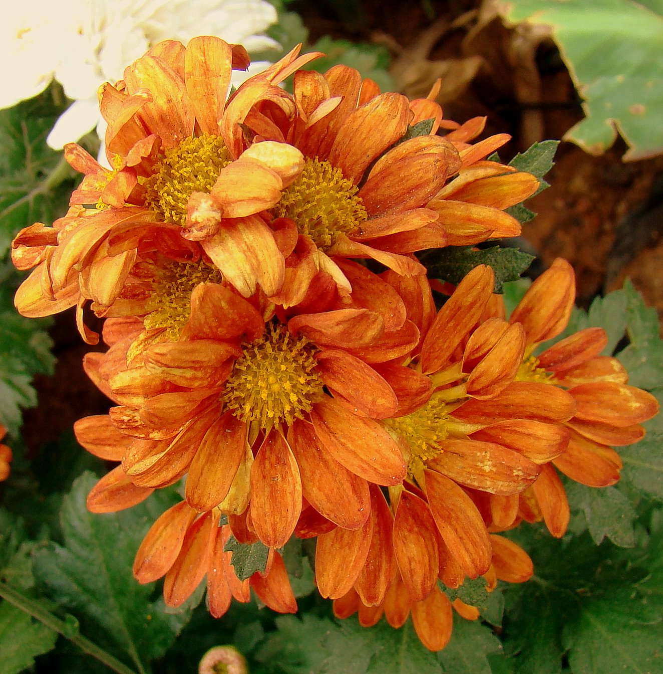 DiscoverSriLanka SRI LANKA FLOWERS