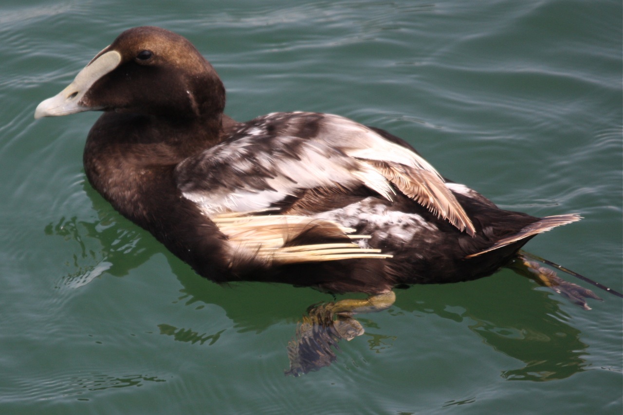 Badly dressed eiders