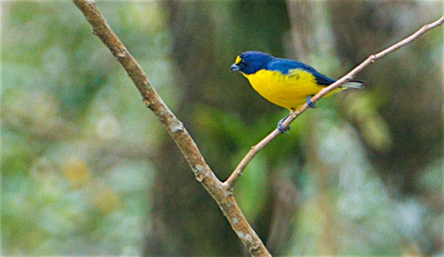 Fringillidés du Costa Rica Yellow-throated%2BEuphonia_DSC1603%2B%25283%2529