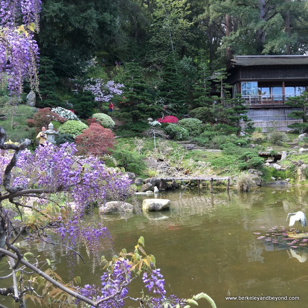 Weekend Adventures Update Saratoga Hakone Gardens; things to do