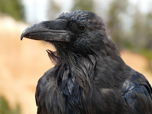 Les animaux magiques : le corbeau et la corneille  Raven-4589_640