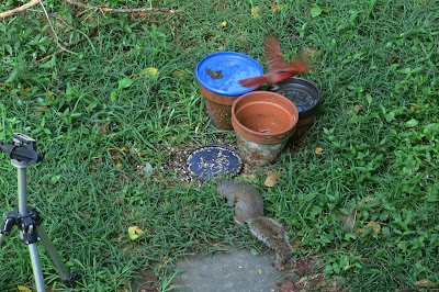 Nutkin and Mr. Cardinal, Friday, July 29, 2016, 10:03:14 AM