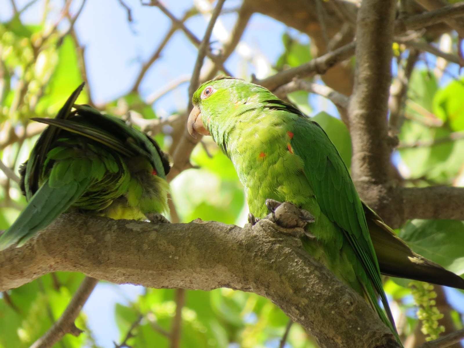 amateurnithologist: More Wild Parrots in Miami Beach