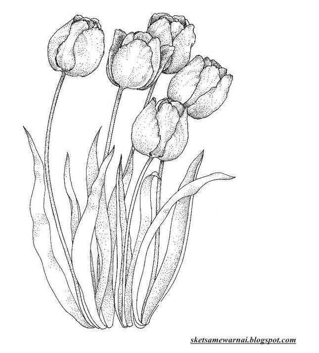 Terpopuler 33+ Sketsa Bunga Tulip
