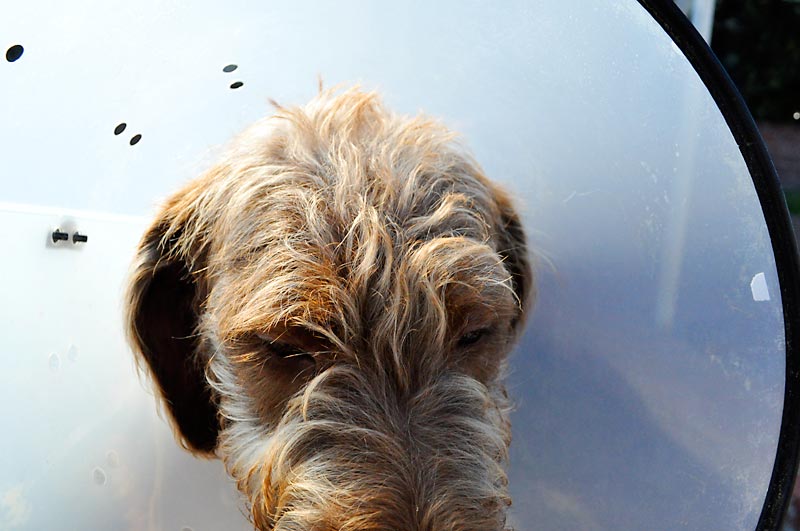 Banksy and the cone of shame; click for previous post