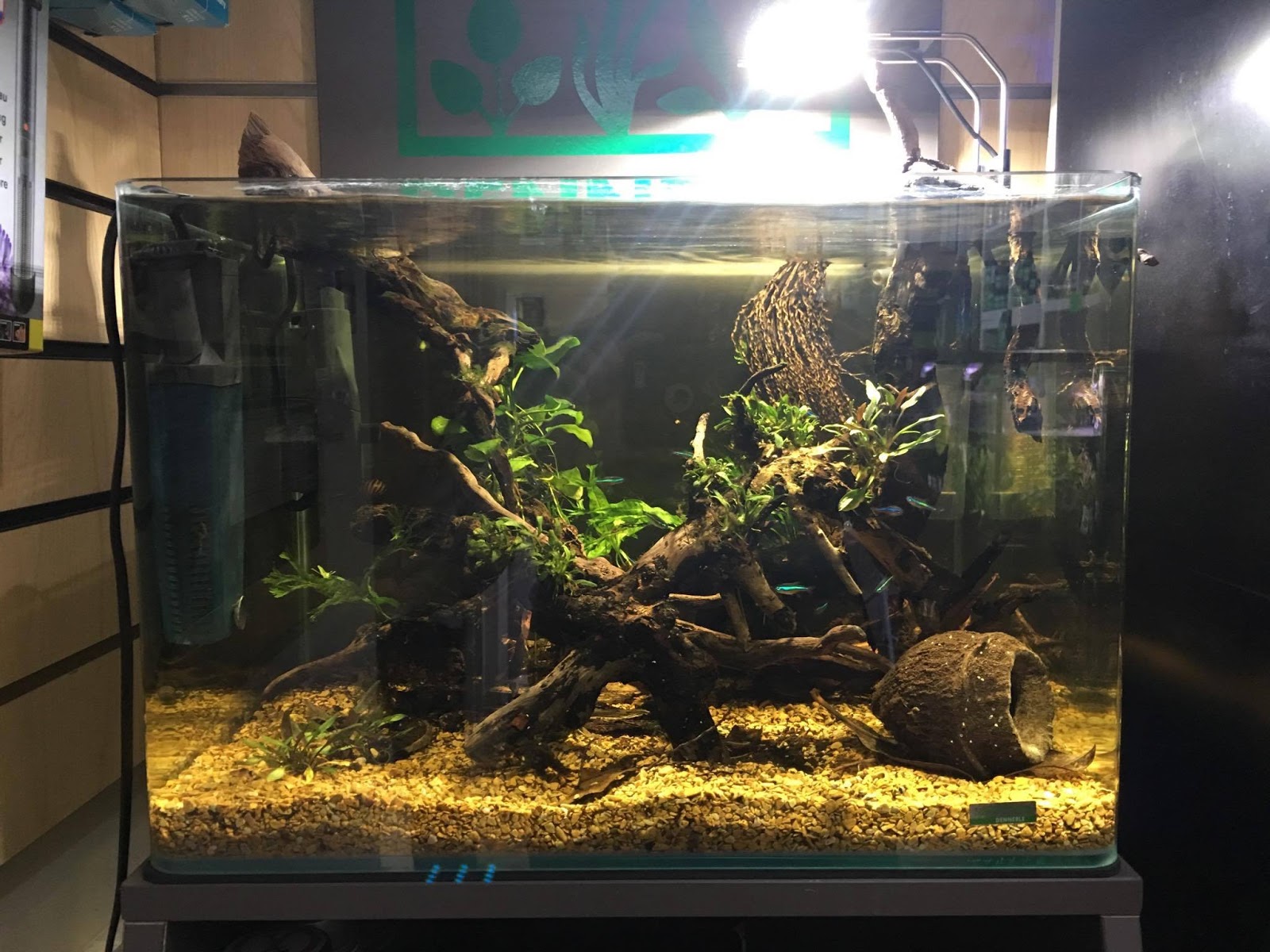 Choosing Aquarium Plants Fake Or Real