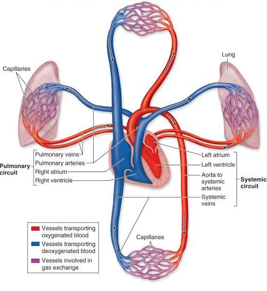 Health Tips Weekly: Blood Flow