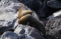 Fur Seals at Vicente Roca Point, Isabela Island, Galapagos