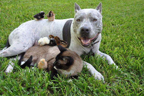 Unlikely Friends dog and cat friends