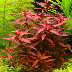 Tanaman Hias Tanaman Aquascape Warna Merah