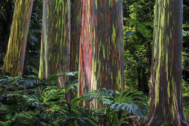 20 fenômenos naturais incriveis Elfandarilha