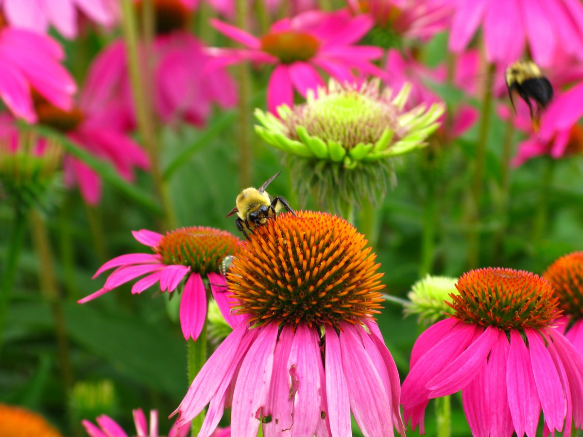 flowers for flower lovers.: Cone flowers pictures.