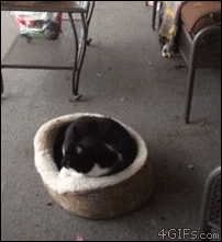 Amazing Creatures: Funny animal gifs - part 267 (10 gifs)