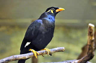 burung beo nias burung beo nias, beo nias, burung beo, beo