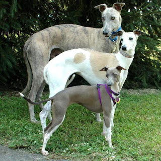 italian-greyhounds-and-whippets