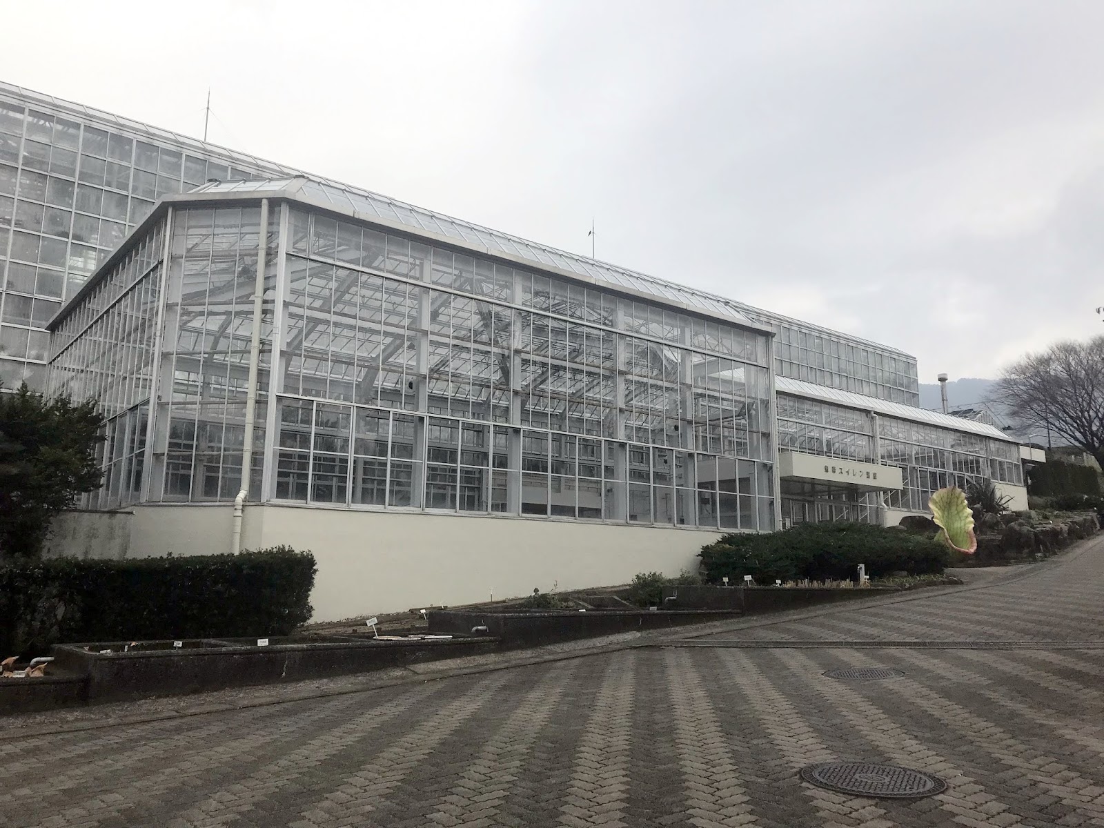 広島市植物公園ブログ 熱帯スイレン温室の現況 12