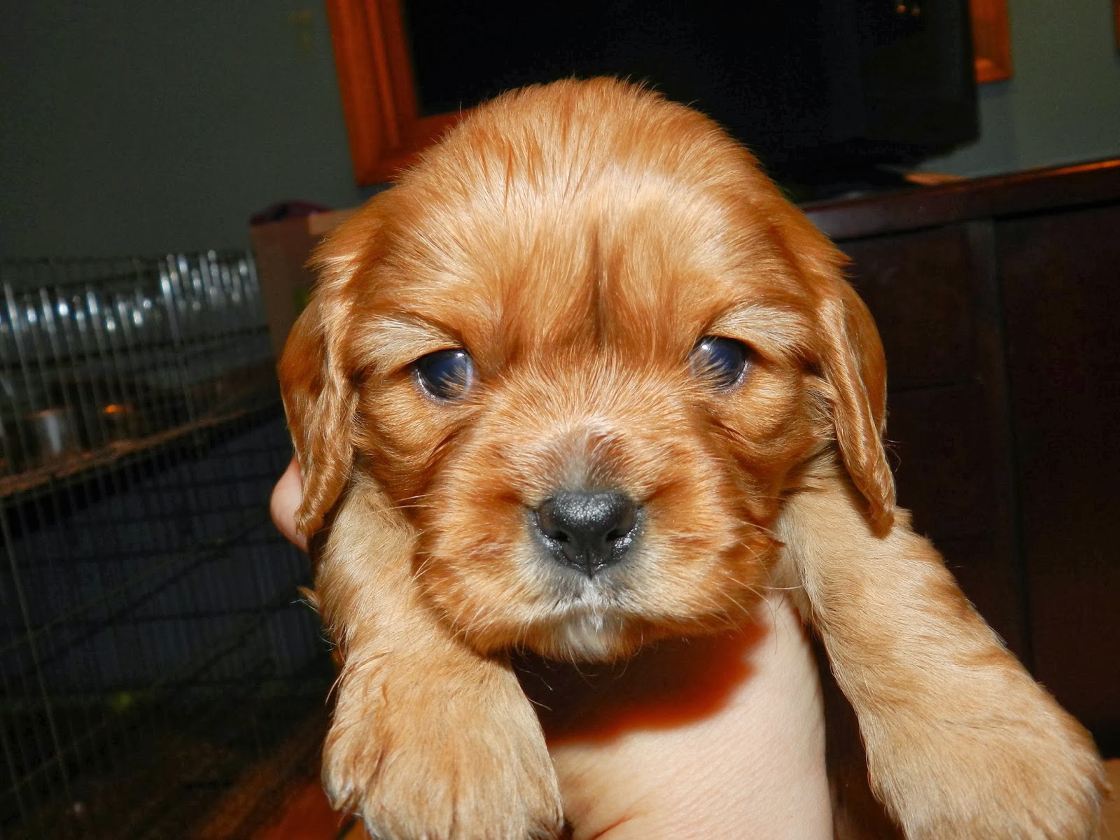 Cavalier King Charles Spaniel Puppies: 4 weeks old!