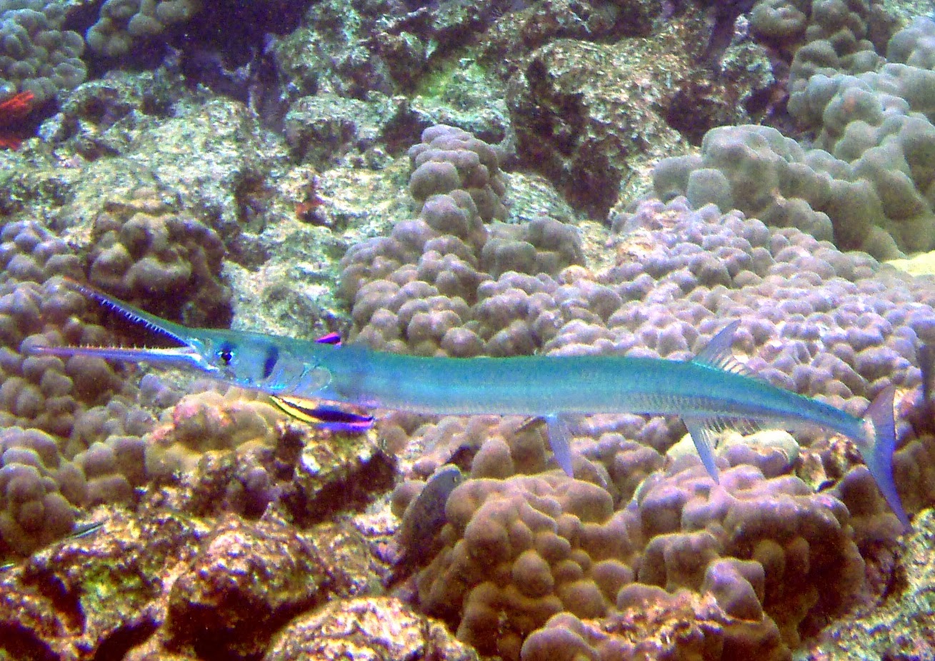 Needlefish Fishes World HD Images & Free Photos