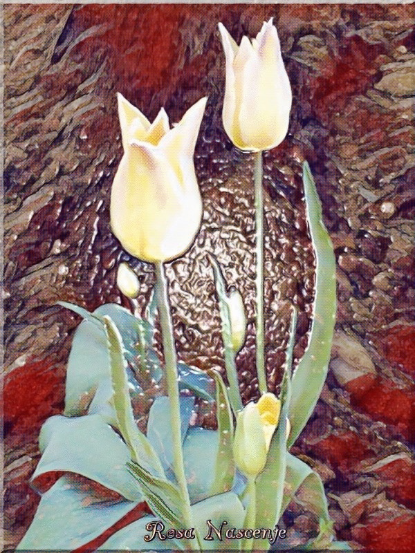 Dollar Photoes Due Tulipani Avorio