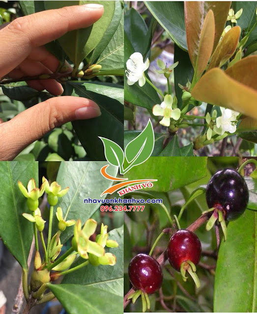 Cây cherry nhiệt đới trồng chậu ra trái tại Việt Nam 43368036_2172106589711668_8960096756427653120_n