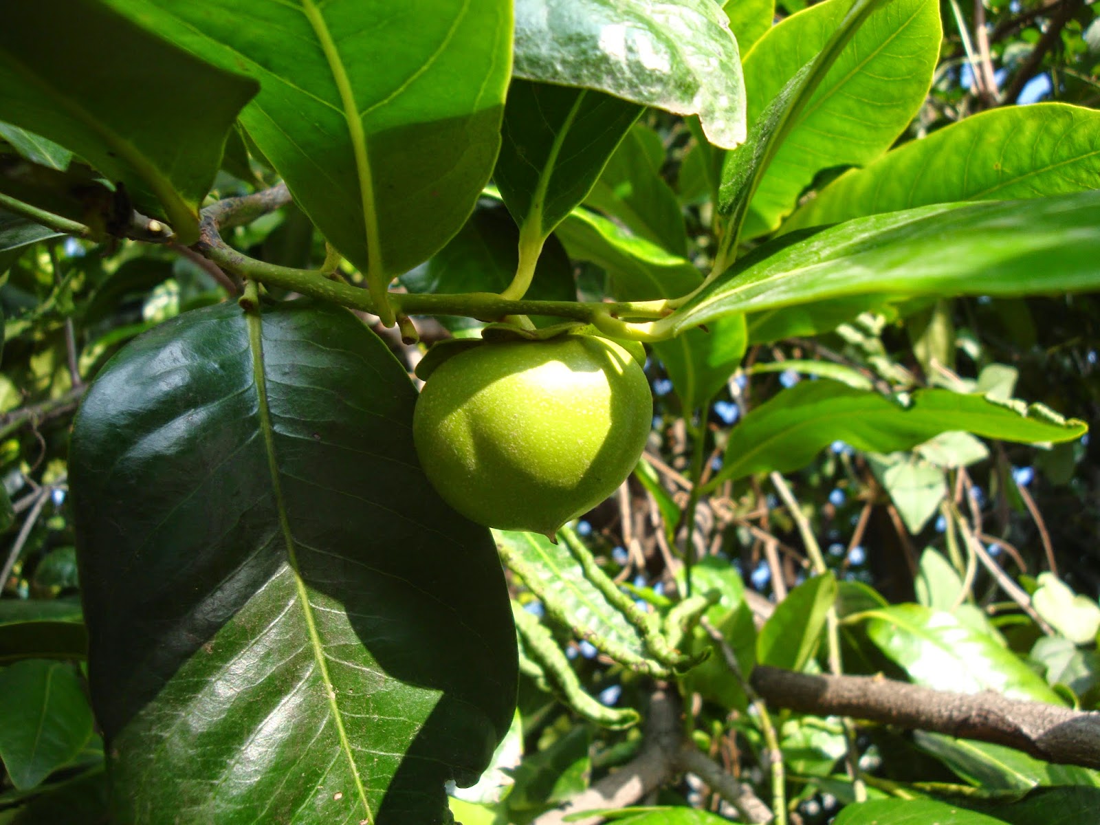 OXTOTITLAN El Zapote árbol emblematico de Oxtotitlán