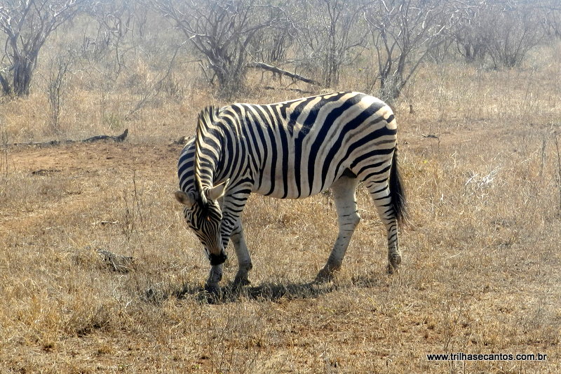 Kruger Park Africa do Sul