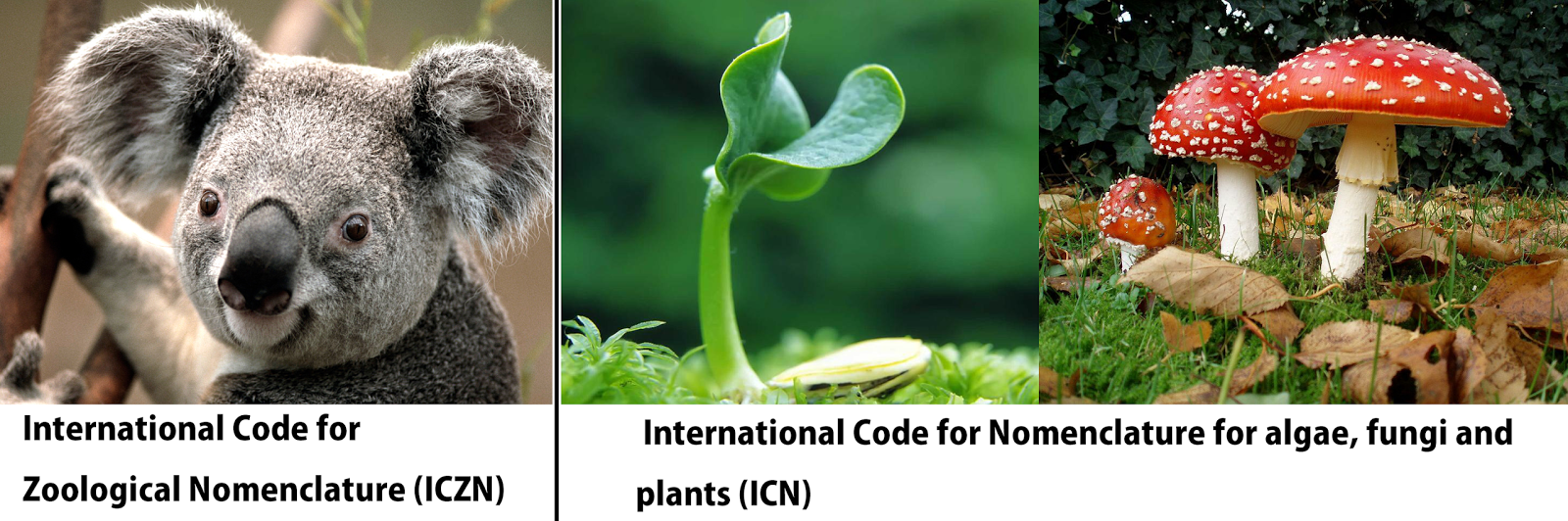 Synapse Science Magazine Nomenclature What s Really In A Name 
