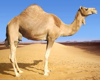 Camello Foto de un camello en el desierto