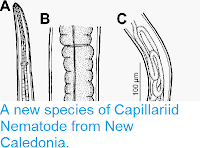 http://sciencythoughts.blogspot.co.uk/2015/03/a-new-species-of-capillariid-nematode.html