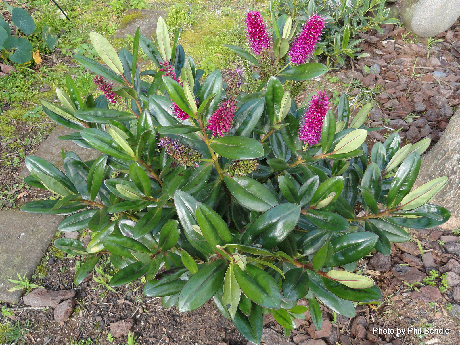 arbustosensevilla-encinarosa: Hebe - Hebe x andersonii / Hebe x