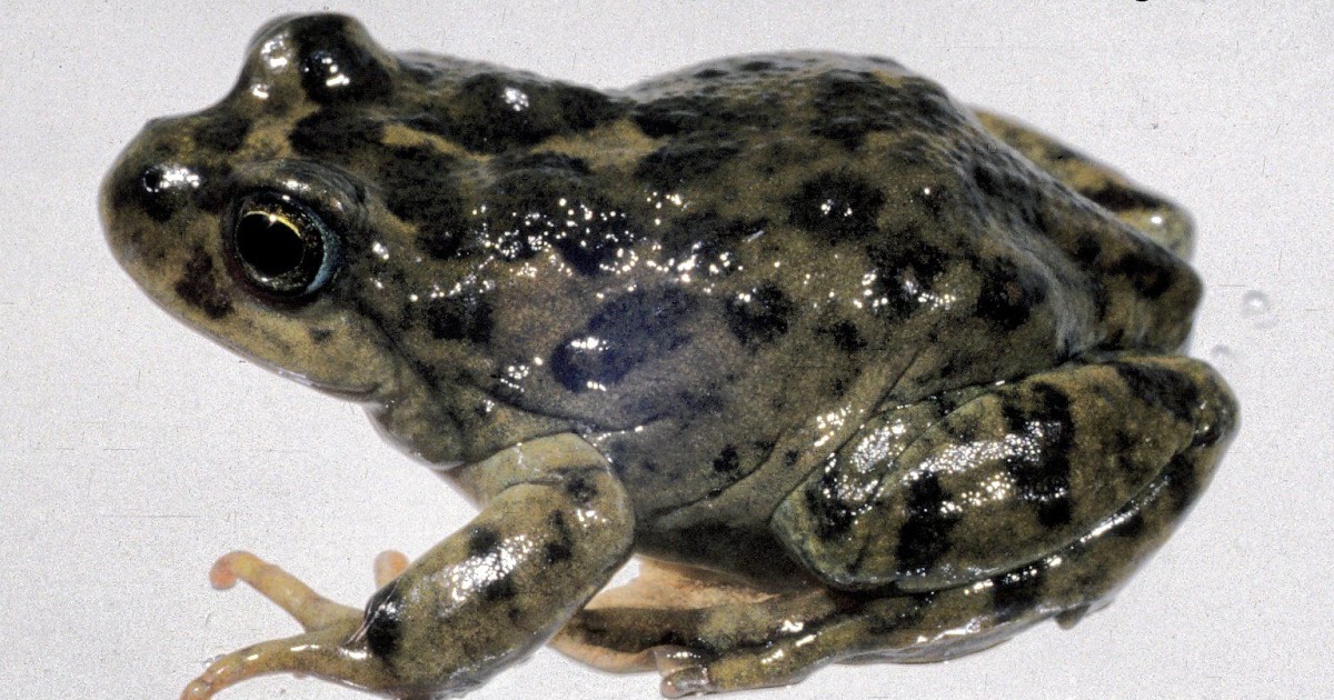 Argentina nativa Ranita del Challhuaco (Atelognathus nitoi)