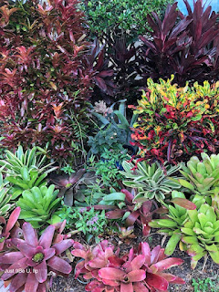 Jungle